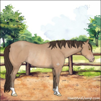 Horse Color:Amber Champagne Rabicano 