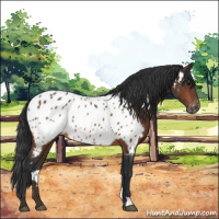 Horse Color:Bay Appaloosa 