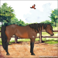 Horse Color:Bay 