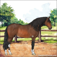 Horse Color:Bay Rabicano 
