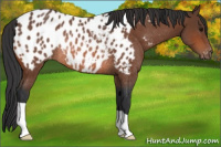 Horse Color:Bay Near Leopard Rabicano 