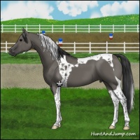 Horse Color:Grullo Tobiano