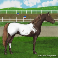 Horse Color:Liver Chestnut Appaloosa 