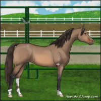 Horse Color:Brown Dun Appaloosa 