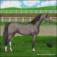 Horse Color:Grullo Sabino Appaloosa