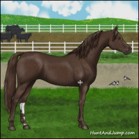 Horse Color:Liver Chestnut 