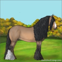 Horse Color:Bay Dun 