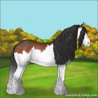 Horse Color:Brown Splash Rabicano