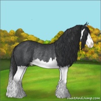 Horse Color:Black Splash Appaloosa Rabicano 