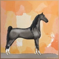 Horse Color:Grullo 
