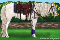 Horse Color:White Spotted Perlino Appaloosa 