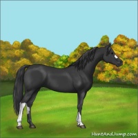 Horse Color:Black 