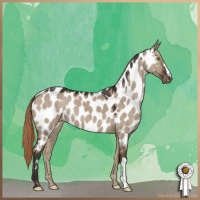 Horse Color:Liver Red Dun Appaloosa 