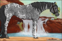 Horse Color:Black Ice 