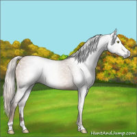 Horse Color:Gray Silver Sable Champagne 