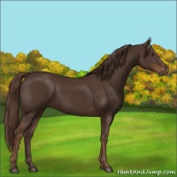 Horse Color:Liver Chestnut 