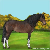 Horse Color:Brown 