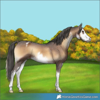 Horse Color:Gray White Spotted Liver Red Onyx Appaloosa 