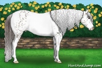 Horse Color:White Spotted Liver Chestnut