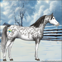 Horse Color:Grullo Roan Splash Appaloosa 