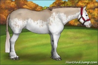 Horse Color:Red Dun Splash  and Red Dun Splash 