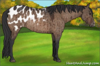 Horse Color:Brown Dun Blanket Rabicano Brindle