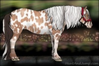 Horse Color:Amber Champagne Appaloosa and Silver Amber Champagne Appaloosa