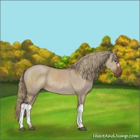 Horse Color:Liver Red Dun 