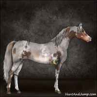 Horse Color:White Spotted Liver Chestnut  and White Spotted Liver Chestnut Appaloosa 