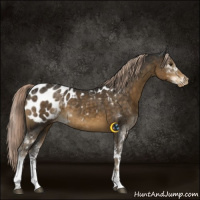 Horse Color:Chocolate Palomino Sabino Appaloosa 