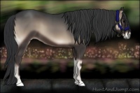 Horse Color:Blue Onyx 