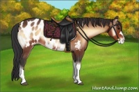 Horse Color:Brown Onyx Appaloosa