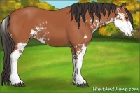 Horse Color:Bay Sabino