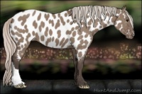 Horse Color:Silver Grullo Near Leopard