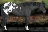 Horse Color:Black Appaloosa 