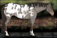 Horse Color:Liver Red Dun Roan Appaloosa 