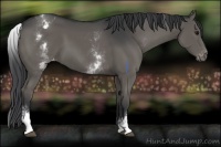 Horse Color:White Spotted Black Appaloosa 