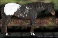Horse Color:Liver Chestnut Appaloosa 