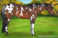 Horse Color:White Spotted Bay 