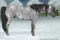 Horse Color:Blue Ice Roan