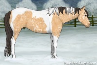 Horse Color:Buckskin Ice Tobiano 