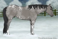 Horse Color:Grullo Ice 