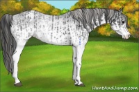 Horse Color:White Spotted Blue Roan Rabicano  and White Spotted Blue Roan Appaloosa Rabicano 