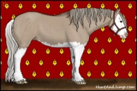 Horse Color:Liver Red Dun Sabino Splash 