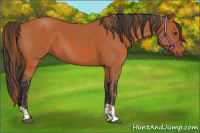 Horse Color:Chestnut  and Bay 
