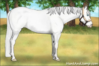 Horse Color:Silver Perlino Roan Dun 