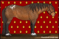 Horse Color:Buckskin Varnish 