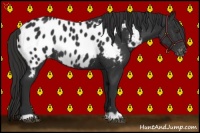 Horse Color:Liver Chestnut Appaloosa Rabicano 