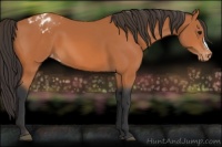 Horse Color:Bay Blanket 