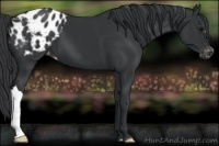 Horse Color:Black Appaloosa